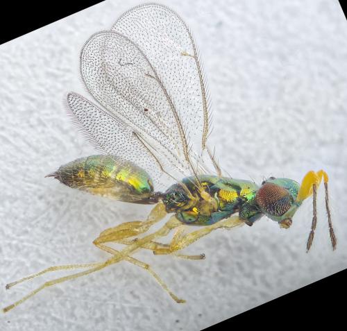 Réf. 282 839 : Chrysocharis gemma